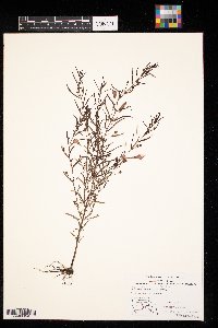 Agalinis tenuifolia image