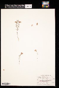 Agalinis tenuifolia image