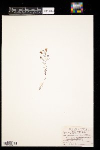 Agalinis tenuifolia image
