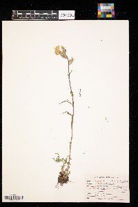 Castilleja coccinea image