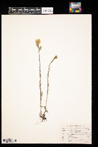 Castilleja coccinea image