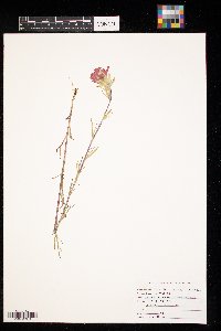 Castilleja coccinea image