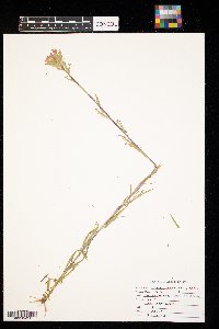 Castilleja coccinea image