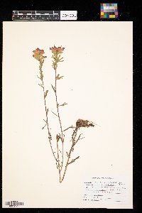 Castilleja coccinea image