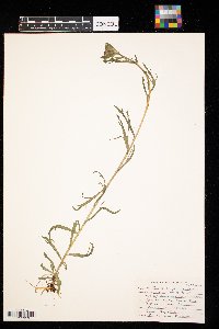 Castilleja coccinea image