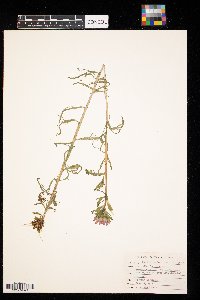 Castilleja coccinea image