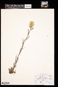 Castilleja coccinea image