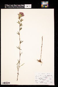 Castilleja coccinea image