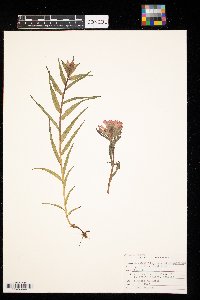 thumbnail image of current specimen