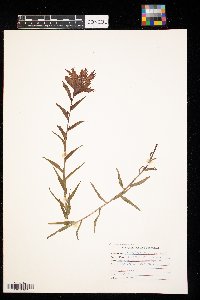 Castilleja rhexiifolia image