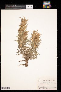Castilleja sessiliflora image