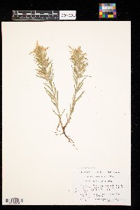 Castilleja sessiliflora image