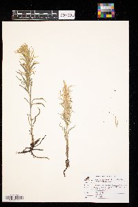 Castilleja sessiliflora image