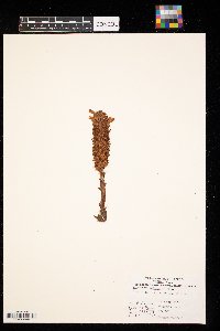 Aphyllon ludovicianum image