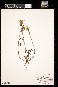 Pedicularis canadensis image