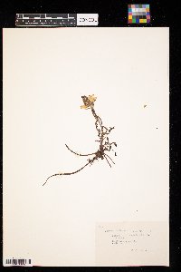Pedicularis canadensis image