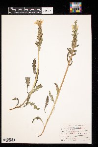 Pedicularis canadensis image