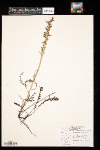Pedicularis canadensis image