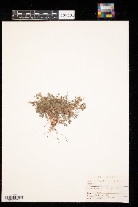 Oxalis acetosella image