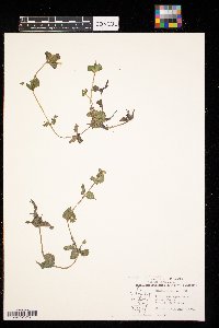 Erythranthe geyeri image