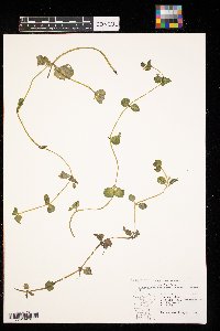 Erythranthe geyeri image