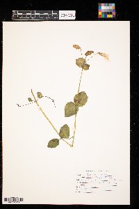 Erythranthe guttata image