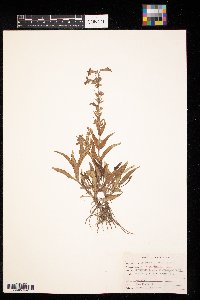 Penstemon albidus image