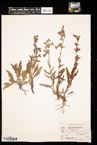 Penstemon albidus image