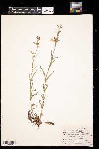 Penstemon gracilis image