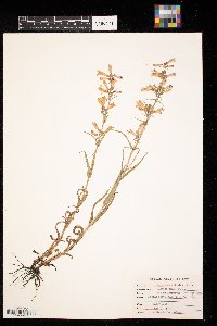 Penstemon gracilis image