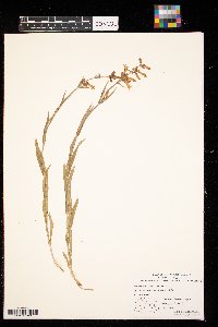 Penstemon gracilis image
