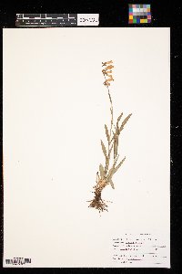 Penstemon gracilis image
