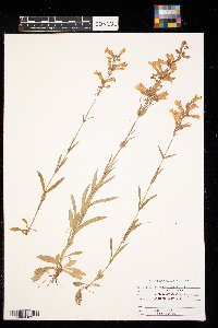 Penstemon gracilis image