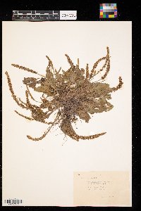 Plantago eriopoda image