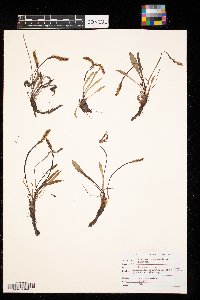 Plantago eriopoda image