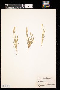 Plantago patagonica image