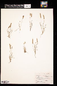 Plantago patagonica image