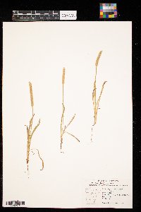 Plantago patagonica image