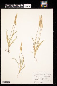 Plantago patagonica image