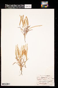 Plantago patagonica image
