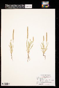 Plantago patagonica image