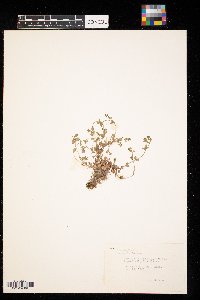 Veronica americana image