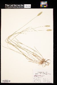 Agropyron cristatum image