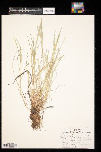 Alopecurus aequalis image