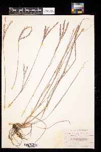 Andropogon gerardii image