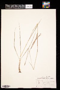 Andropogon gerardii image