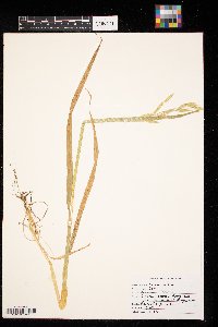 Avena sativa image