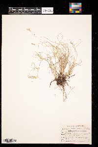 Media resource of Buchloe dactyloides