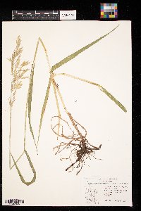 Bromus inermis image