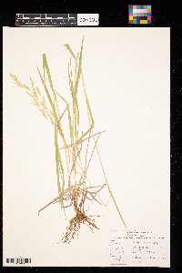 Bromus inermis image